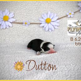 Dutton - Black tri male Miniature Australian Shepherd puppy in Madisonville, Texas from Flying LL Aussies