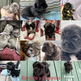 Shih Tzu Puppies from LaDawn’s Little Lions