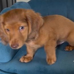 Dachshunds from Michael Remen
