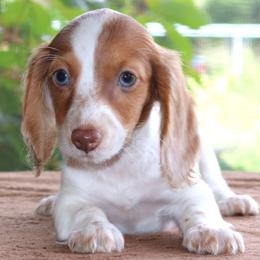 Mae Purebred DNA Tested Parents Health Certified Family Raised Female - Piebald female Dachshund puppy in Haines City, Florida from Divine Dachshunds