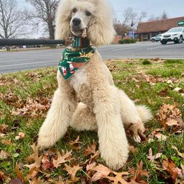 Poodle Puppies from Cedar Cove Standard Poodles
