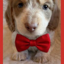 Major - Fawn (Isabella) male Dachshund puppy in Bentonville, Arkansas from T & D Dachshunds by design