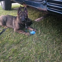 German Shepherd Puppies from Von Thomson Haus