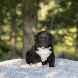 Chess - Black & white male Australian Shepherd puppy in Argyle, Iowa from Country Time Kennels