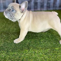 French Bulldog Puppies from Bennett’s Bullies