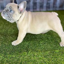 French Bulldog Puppies from Bennett’s Bullies