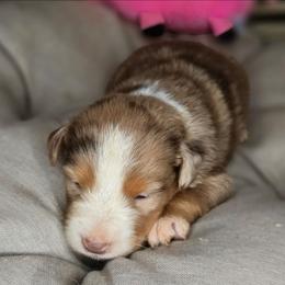 4 - Red merle female Miniature Australian Shepherd puppy in Lincoln, California from Elegant Aussies