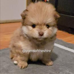 Faramir - Chocolate sable male Pomeranian puppy in Boca Raton, Florida from Poms of The Shire