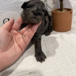 Poodle Puppies from Moore Poodles