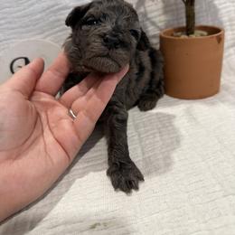 Poodle Puppies from Moore Poodles