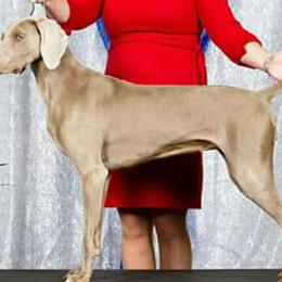 Long Haired Weimaraners and Weimaraners from Drehbar Weimaraners