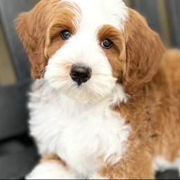 Kinsley - Red female Bernedoodle puppy in Temecula, California from Brookside Bernedoodles