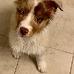 Australian Shepherd All Grown Up from Black Rock Farm Aussies