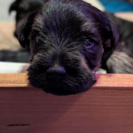 Joring - Black and silver male Miniature Schnauzer puppy in Cody, Wyoming from Bliss Creek MTN Meadows