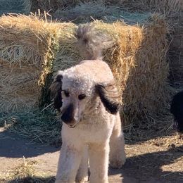 Goldendoodle Puppies from Chrissydoodles