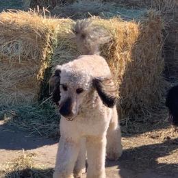 Goldendoodle Puppies from Chrissydoodles