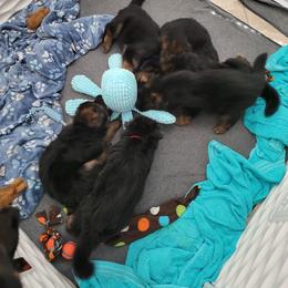 German Shepherd Puppies from Vom Feuer Shepherds