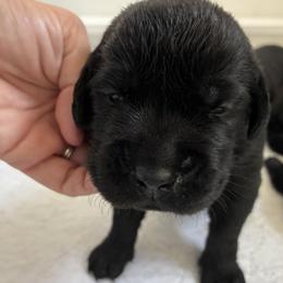 Boy 7 - male Labrador Retriever puppy in Tiverton, Rhode Island from Our Little Farm