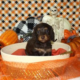 Reagan - Chocolate and tan female Dachshund puppy in Corbin, Kentucky from White River Valley Kennel
