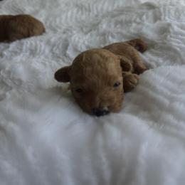 Mango - Red male Maltipoo puppy in San Diego, California from Maltipoos SD