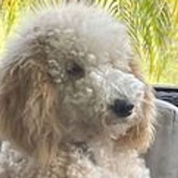 Goldendoodles and Poodles from Nini's Poodles and Doodles of St. Johns Co.