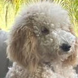 Goldendoodles and Poodles from Nini's Poodles and Doodles of St. Johns Co.