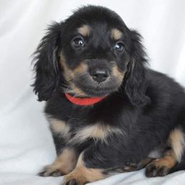 Dachshund Puppies from Dreamheart Dachshunds