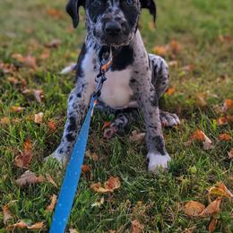 Catahoula Leopard Dog Puppies from Peach Tree Catahoulas