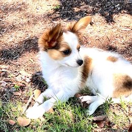 Papillon Puppies from Limited Run Papillons