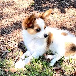 Papillon Puppies from Limited Run Papillons