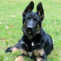 German Shepherd Puppies from EshelmanSchwitz German Shepherd Dogs