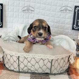 Mr. Gray-2600 - Cream male Dachshund puppy in Sparr, Florida from From the Heart Doxies