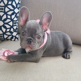 Ariel Lilac - Blue French Bulldog puppy in California from Alfia's French Bulldogs