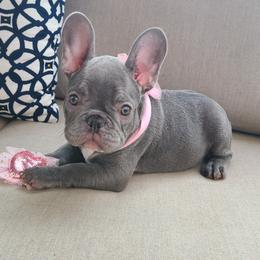 Ariel Lilac - Blue French Bulldog puppy in California from Alfia's French Bulldogs