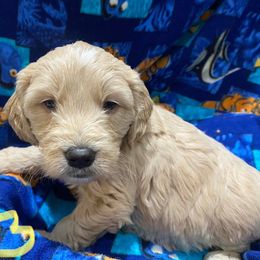 Goldendoodles from Hinders Doodles