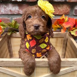 Betty - Purple - Caramel red female Australian Labradoodle puppy in Citrus Heights, California from Elite Blend Labradoodles