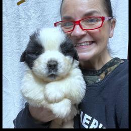 Brown Collar - Mahogany and white male Saint Bernard puppy in New Philadelphia, Ohio from Fletchers Saints