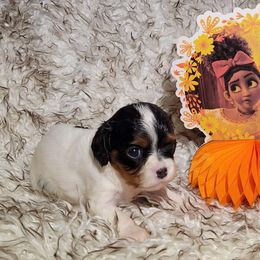 Cavalier King Charles Spaniel and Siberian Husky Puppies from Southern Edge Kennel