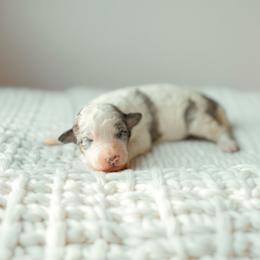 Scandal - Blue merle male Aussiedoodle puppy in Inman, South Carolina from Dark Corner Doodles