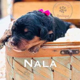 Nala (pink) - Tri-color female Bernedoodle puppy in Waukesha, Wisconsin from Bernedoodle Boutique (and Cavapoos)