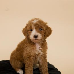 Fiona - Red  female Goldendoodle puppy in Los Angeles, California from Exquisite Doodles