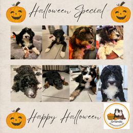 Bernedoodle Puppies from Orlando Bernedoodles