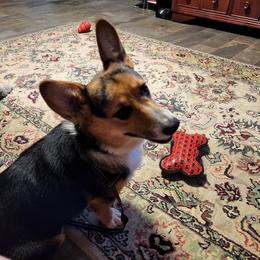 Tuff - Pembroke Welsh Corgi