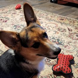 Tuff - Pembroke Welsh Corgi
