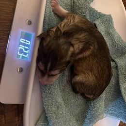 Siberian Husky Puppies from Alexandra's Siberian Huskies