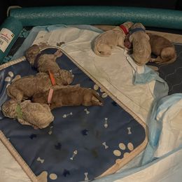 Goldendoodle Puppies from Asias NC miniature golden doodles