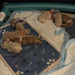 Goldendoodle Puppies from Asias NC miniature golden doodles