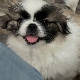 Full AKC-Gremmie - Ready Now - Fawn sable male Pekingese puppy in Hustontown, Pennsylvania from Triple I Pekes