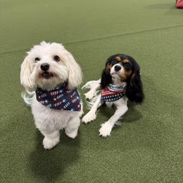 Cavalier King Charles Spaniel All Grown Up from Campbell’s Cavaliers