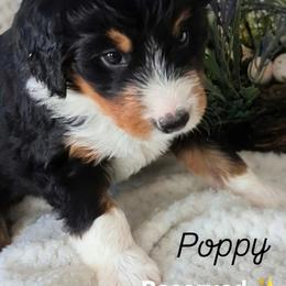 Poppy - Tri-color female Bernedoodle puppy in Shiloh, Georgia from Doodle Mountain